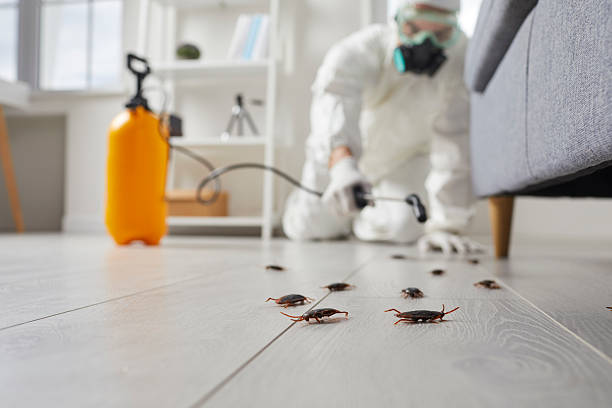 Post-Treatment Bed Bug Interceptor Monitoring in Castle Rock